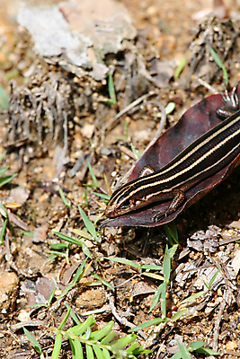 포토 JPG 해외이미지 아시아 섬 여행 산 동양인 사람없음 파란색 컬러풀 일본 작음 꼬리 도마뱀 해외202004 해외포토 나라 컬러 파충류 인종 크기 파일형식 이미지허브