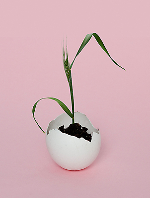 포토 JPG 해외이미지 식물 음식 분홍색 백그라운드 잎 농업 사람없음 초록색 계란 성장 닫기 냄비 낟알 시리얼 밀 귀 부화 개발 고립 밭일 해외202004 해외포토 산업 컬러 모션 곡류 신체부위 알 솥 파일형식 이미지허브