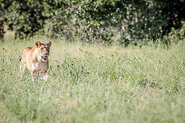 포토 JPG 해외이미지 동물 야생동물 여행 포유류 아프리카 자연 생물 털 동물원 사람없음 환경 고양이 힘 분노 황무지 위험 사자 큼 왕 모피 사파리 리더 육식동물 사냥꾼 멸종 사자자리 표범 내추럴 사바나 웅장함 해외202004 해외포토 직업 감정 나라 컨셉 반려동물 별자리 크기 생태계 파일형식 이미지허브