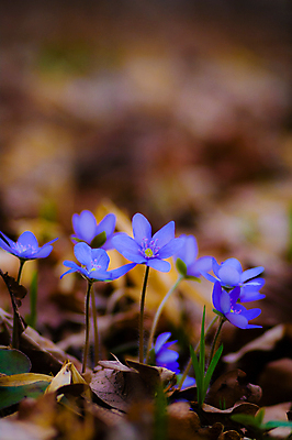 포토 JPG 해외이미지 식물 계절 꽃잎 꽃 행복 분홍색 백그라운드 잎 꽃무늬 밭 농업 자연 하늘 풍경 사람없음 야외 장식 빨간색 초록색 여름 파란색 컬러풀 노란색 환경 정원 보라색 봄 활발 성장 벚꽃 흰색 나뭇가지 신선 개화 다발 묘사 데이지 내추럴 해외202004 해외포토 나무 감정 산업 컬러 컨셉 무늬 생태계 파일형식 이미지허브