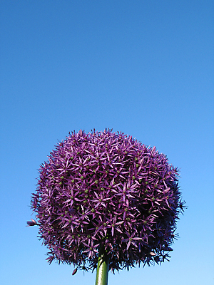포토 JPG 해외이미지 식물 꽃잎 꽃 선 잎 공 자연 사람없음 초록색 정원 보라색 벚꽃 원형 유기농 꽃가루 해외202004 해외포토 도형 웰빙 컬러 가루 생태계 파일형식 이미지허브