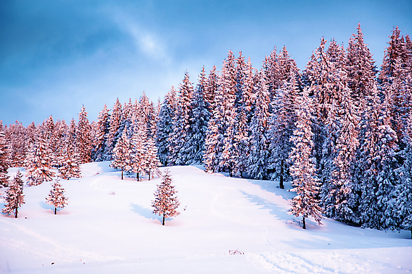 포토 JPG 해외이미지 주간 나무 겨울 자연 하늘 사람없음 야외 눈 겨울풍경 해외202004 눈덮임 해외포토 자연요소 식물 계절 컨셉 날씨 풍경 생태계 파일형식 이미지허브