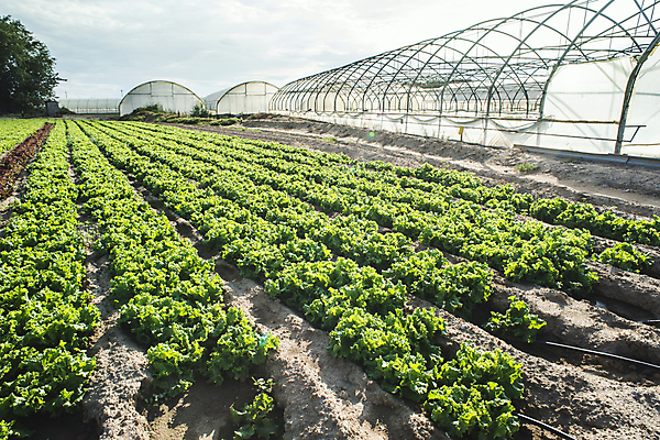 포토 JPG 해외이미지 식물 음식 잎 밭 농업 채소 자연 건강 풍경 사람없음 초록색 농작물 농장 농경지 정원 샐러드 수확 성장 시골 신선 상추 땅 유기농 원예 양배추 내추럴 밭일 줄서기 채식주의자 해외202004 해외포토 웰빙 산업 컬러 모션 취미 생태계 채식 파일형식 이미지허브