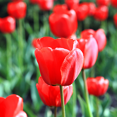 포토 JPG 해외이미지 식물 계절 공원 꽃잎 꽃 분홍색 백그라운드 잎 꽃무늬 밭 자연 선물 사람없음 야외 빨간색 초록색 컬러풀 노란색 정원 보라색 봄 튤립 벚꽃 흰색 신선 클래식 다발 배열 꽃집 내추럴 고립 멀티 해외202004 해외포토 공공시설 컬러 컨셉 무늬 농업 상점 생태계 파일형식 이미지허브
