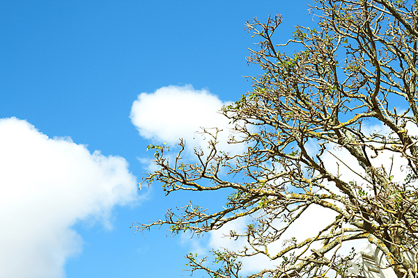 포토 JPG 해외이미지 나무 구름 공원 아프리카 자연 하늘 따뜻함 풍경 사람없음 야외 초록색 여름 파란색 컬러풀 환경 정원 맑음 봄 나뭇가지 큼 내추럴 해외202004 해외포토 자연요소 식물 계절 공공시설 나라 컬러 날씨 크기 생태계 파일형식 이미지허브