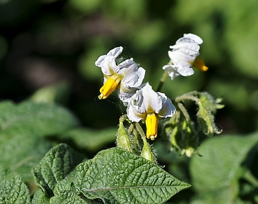 포토 JPG 해외이미지 식물 꽃 음식 백그라운드 잎 농업 채소 감자 사람없음 초록색 여름 농작물 컬러풀 농장 정원 농사 보라색 성장 벚꽃 흰색 시골 개화 유기농 내추럴 꽃수술 밭일 해외202004 해외포토 웰빙 계절 산업 컬러 파일형식 이미지허브