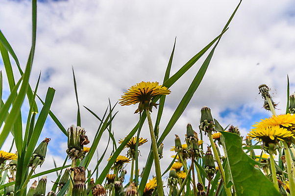 포토 JPG 해외이미지 식물 계절 꽃잎 꽃 행복 분홍색 백그라운드 잎 꽃무늬 밭 농업 자연 하늘 풍경 사람없음 야외 장식 빨간색 초록색 여름 파란색 컬러풀 노란색 환경 정원 보라색 봄 활발 성장 벚꽃 흰색 나뭇가지 신선 개화 다발 묘사 데이지 내추럴 해외202004 해외포토 나무 감정 산업 컬러 컨셉 무늬 생태계 파일형식 이미지허브