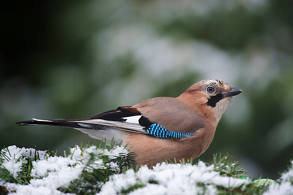 포토 JPG 해외이미지 나무 계절 야생동물 겨울 자연 조류 사람없음 목재 추위 소나무 숲 네덜란드 해외202004 해외포토 식물 동물 유럽 재료 생태계 파일형식 이미지허브
