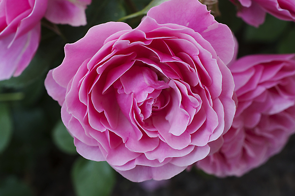 포토 JPG 해외이미지 식물 꽃 분홍색 백그라운드 잎 선물 사랑 사람없음 장식 초록색 장미 새싹 정원 축하 신선 보따리 내추럴 해외202004 해외포토 감정 컬러 컨셉 파일형식 이미지허브