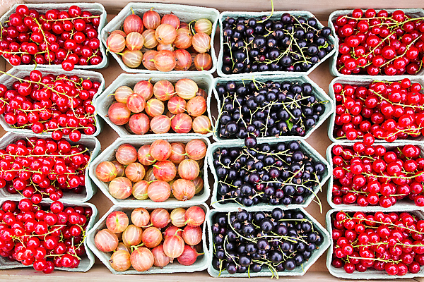 포토 JPG 해외이미지 열매 음식 과일 자연 디저트 건강 종류 사람없음 빨간색 수확 신선 시장 우아함 원예 내추럴 건포도 숙성 해외202004 해외포토 식물 컬러 컨셉 농업 포도 취미 생태계 건과일 파일형식 이미지허브