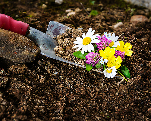 포토 JPG 해외이미지 식물 계절 꽃잎 꽃 꽃다발 백그라운드 잎 꽃무늬 밭 자연 부활절 건강 취미 사람없음 초록색 여름 컬러풀 햇빛 갈색 노란색 머리 정원 보라색 침묵 회색 벚꽃 흰색 공구 시골 신선 개화 자르기 다발 삽 원예 데이지 내추럴 세련 해외202004 해외포토 기념일 컬러 무늬 농업 모션 신체부위 태양 소리 도구 생태계 파일형식 이미지허브