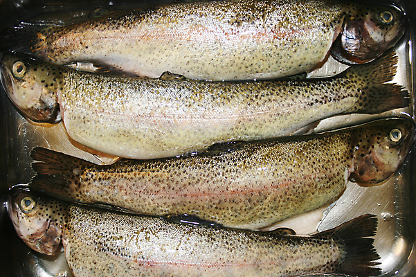 포토 JPG 해외이미지 전통 접시 음식 조각 어류 요리 사람없음 신선 은색 먹기 날것 송어 해외202004 해외포토 식기 컬러 모션 수중동물 파일형식 이미지허브