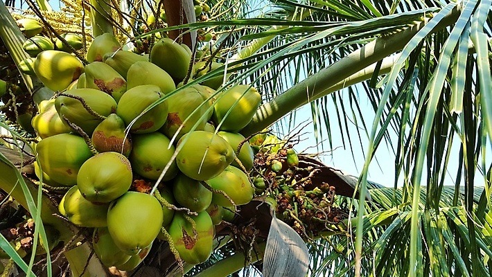 포토 JPG 해외이미지 나무 모래 바다 섬 백그라운드 자연 하늘 휴가 손바닥 풍경 사람없음 물 여름 파란색 모래사장 맑음 흰색 모래언덕 코코넛 석호 몰디브 터키석 파라다이스 해외202004 해외포토 자연요소 식물 손 계절 아시아 컬러 과일 날씨 보석 언덕 생태계 파일형식 이미지허브