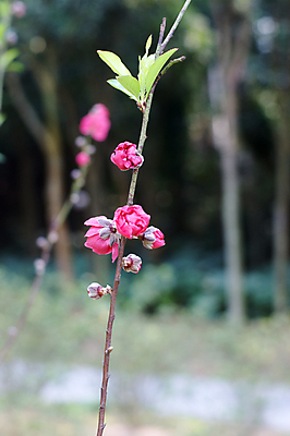 포토 JPG 해외이미지 꽃 사람없음 벚꽃 복숭아 자두 해외202004 해외포토 식물 과일 파일형식 이미지허브