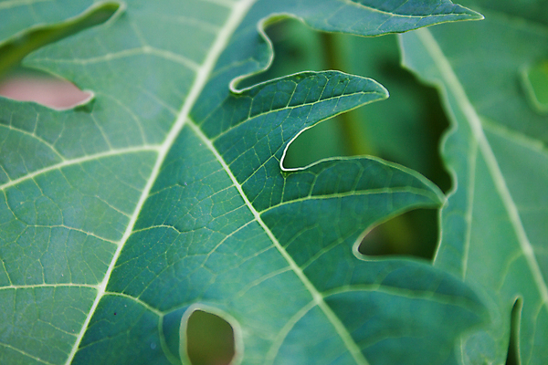 포토 JPG 해외이미지 모양 식물 계절 백그라운드 잎 꽃무늬 패턴 과일 자연 사람없음 초록색 여름 환경 봄 신선 보호 묘사 오브젝트 싱글 유기농 질감 향 엘리먼트 파파야 해외202004 해외포토 웰빙 꽃 컬러 컨셉 무늬 열대과일 생태계 파일형식 이미지허브