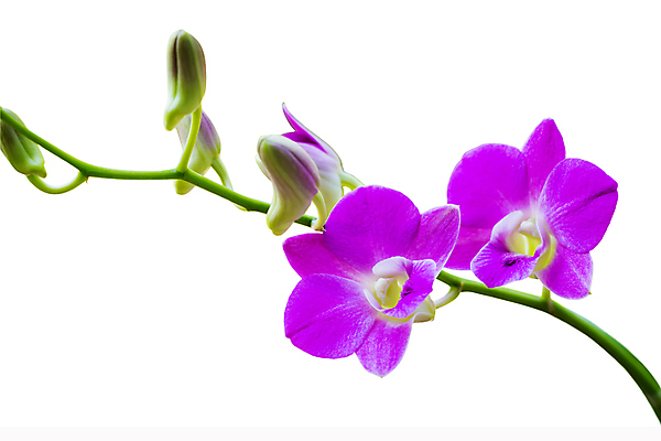 포토 JPG 해외이미지 식물 디자인 꽃잎 꽃 꽃다발 백그라운드 꽃무늬 자연 새로움 선물 사랑 미술 사람없음 장식 초록색 노란색 정원 보라색 봄 활발 벚꽃 흰색 나뭇가지 신선 난초 제비꽃 순수 고립 이국적 해외202004 해외포토 나무 계절 감정 컬러 컨셉 무늬 문화예술 생태계 파일형식 이미지허브