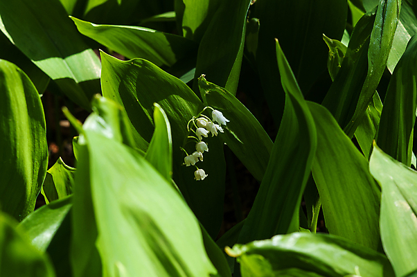 포토 JPG 해외이미지 식물 계절 꽃잎 꽃 백그라운드 잎 자연 사람없음 초록색 여름 정원 계곡 봄 들꽃 성장 벚꽃 종 흰색 신선 개화 우아함 선택 숲 이슬 백합 5월 다발 순수 향기 아로마 해외202004 해외포토 컬러 컨셉 날짜 생태계 냄새 파일형식 이미지허브