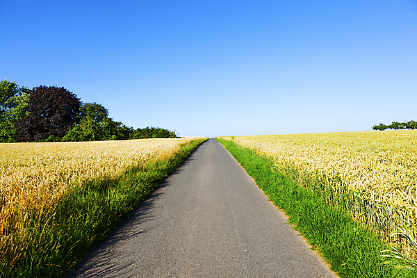 포토 JPG 해외이미지 도로 길 백그라운드 밭 농업 비즈니스 자연 하늘 풍경 사람없음 빛 농작물 농장 가을 보리 밀짚 해외202004 해외포토 계절 산업 교통시설 곡류 짚 생태계 파일형식 이미지허브
