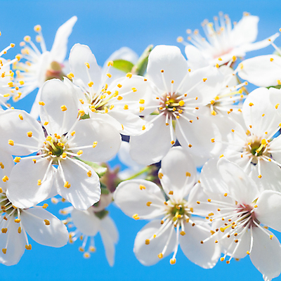 포토 JPG 해외이미지 식물 계절 꽃잎 꽃 행복 분홍색 백그라운드 잎 꽃무늬 밭 농업 자연 하늘 풍경 사람없음 야외 장식 빨간색 초록색 여름 파란색 컬러풀 노란색 환경 정원 보라색 봄 활발 성장 벚꽃 흰색 나뭇가지 신선 개화 다발 묘사 데이지 내추럴 해외202004 해외포토 나무 감정 산업 컬러 컨셉 무늬 생태계 파일형식 이미지허브