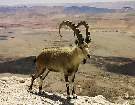 포토 JPG 해외이미지 동물 야생동물 여행 자연 산 털 뿔 사람없음 계곡 점프 절벽 사막 피부 오르기 암초 이스라엘 해외202004 해외포토 모션 신체부위 생태계 서아시아 파일형식 이미지허브