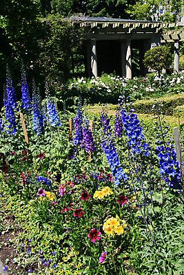 포토 JPG 해외이미지 전통 꽃잎 꽃 섬 캐나다 영국 사람없음 파란색 세계 여행객 정원 침대 도시 재산 콜롬비아 땅 화단 지역 벤쿠버 빅토리아 오리지널 해외202004 해외포토 식물 유럽 컬러 가구 북아메리카 사람 금융 남아메리카 파일형식 이미지허브