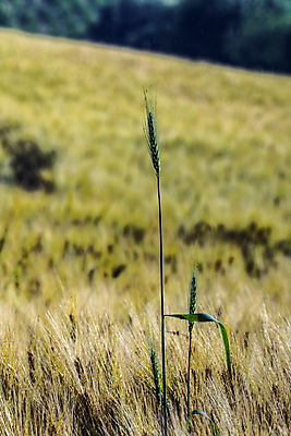 포토 JPG 해외이미지 식물 산업 선 음식 농업 자연 날씨 휴식 요리 사람없음 세로 여름 햇빛 농장 노란색 힘 봄 활발 에너지 수확 성장 시골 시간 업무 그룹 황금 시리얼 밀 날카로움 귀 밀가루 성분 영양분 탄수화물 완전 해외202004 해외포토 계절 컬러 컨셉 곡류 신체부위 태양 작업 가루 생태계 파일형식 이미지허브