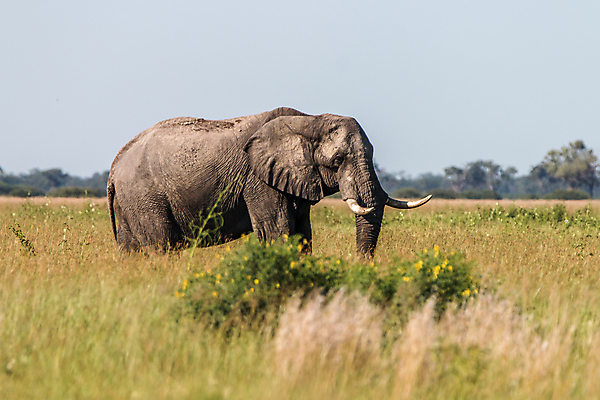 포토 JPG 해외이미지 동물 공원 야생동물 여행 백그라운드 포유류 아프리카 자연 코끼리 생물 국립공원 사람없음 야외 여행객 환경 힘 회색 황무지 보호 큼 심볼 사파리 상아 멸종 남쪽 나미비아 동물상 사바나 힘찬 해외202004 해외포토 공공시설 나라 컬러 컨셉 사람 조형물 크기 방향 생태계 남아프리카 파일형식 이미지허브