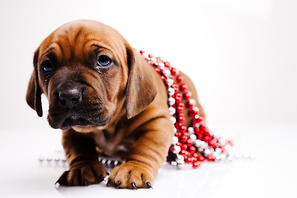 포토 JPG 해외이미지 한마리 반려견 새끼 실내 사람없음 장식 반려동물 귀여움 강아지 닥스훈트 흰배경 진주목걸이 해외202004 해외포토 동물 1 백그라운드 컨셉 목걸이 내부 흰색 개 진주_보석 파일형식 이미지허브
