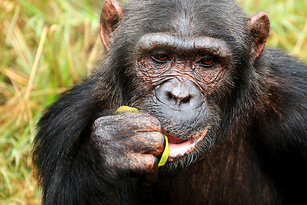 포토 JPG 해외이미지 동물 공원 야생동물 여행 과일 포유류 아프리카 종류 사람 사람없음 검은색 게임 원숭이 행운 보호 숲 땅 모피 먹기 사파리 멸종 멀리 서식지 유인원 동쪽 내추럴 침팬지 보호구역 우간다 전국 해외202004 해외포토 공공시설 나라 컬러 컨셉 모션 놀이 방향 구역 파일형식 이미지허브