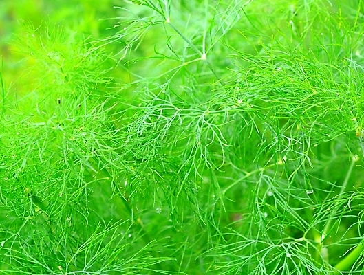 포토 JPG 해외이미지 식물 음식 백그라운드 잎 꽃무늬 채소 재료 자연 건강 사람없음 초록색 정원 성장 나뭇가지 신선 허브 향신료 유기농 내추럴 강렬 딜 해외202004 해외포토 나무 웰빙 꽃 컬러 무늬 생태계 향미료 파일형식 이미지허브