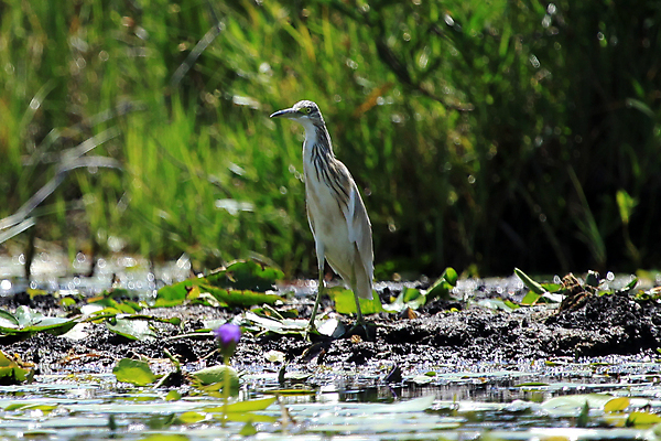 포토 JPG 해외이미지 동물 호수 야생동물 여행 아프리카 조류 종류 서기 사람없음 검은색 회색 행운 보호 습지 백합 왜가리 사파리 지역 멀리 서식지 내추럴 패드 개발 우간다 해외202004 해외포토 꽃 나라 컬러 컨셉 모션 파일형식 이미지허브