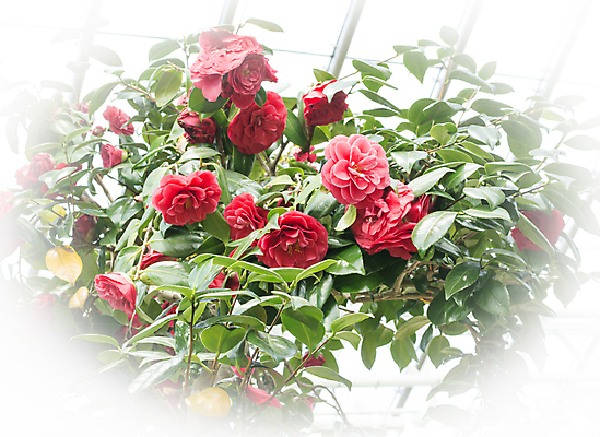 포토 JPG 해외이미지 식물 외관 꽃잎 꽃 컨셉 잎 꽃무늬 자연 사랑 사람없음 야외 빨간색 초록색 정원 검은색 어둠 벚꽃 흰색 하트 우아함 심볼 원예 감사 열정 비네팅 내추럴 감탄 완전 해외202004 해외포토 모양 감정 컬러 무늬 촬영기법 취미 생태계 파일형식 이미지허브