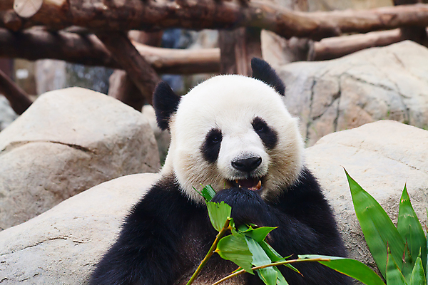 포토 JPG 해외이미지 동물 공원 아시아 야생동물 여행 잎 곰 포유류 자연 동물원 종류 동양인 사람없음 목재 환경 검은색 중국 흰색 황무지 치아 보호 숲 큼 판다 먹기 대나무 멸종 서식지 동쪽 거인 특별함 해외202004 해외포토 나무 식물 공공시설 나라 컬러 컨셉 재료 모션 인종 소화기관 크기 방향 생태계 파일형식 이미지허브