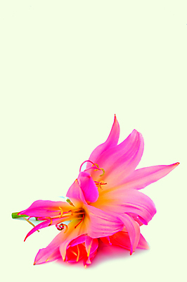 포토 JPG 해외이미지 꽃잎 분홍색 자연 사랑 사람없음 해외202004 해외포토 꽃 감정 컬러 생태계 파일형식 이미지허브