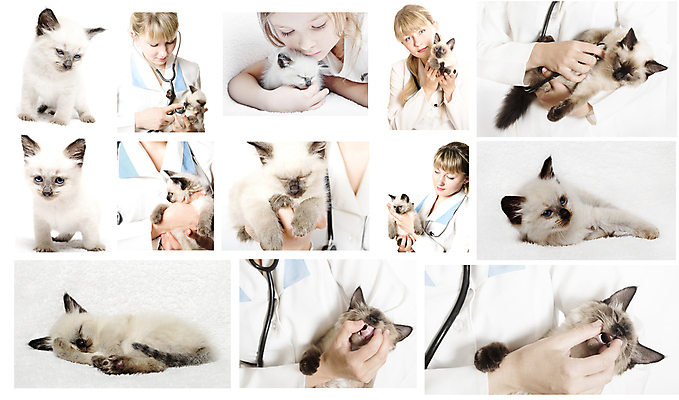 포토 JPG 해외이미지 동물 백인 직업 여자 유니폼 청진기 친절 함께함 병원 두명 치료 반려동물 약 고양이 환자 간호사 의사 잡기 개 강아지 테라피 수의사 돌봄 안락 해외202004 해외포토 서양인 옷 컨셉 포유류 의학 의료기기 모션 사람 뷰티 의료진 파일형식 이미지허브