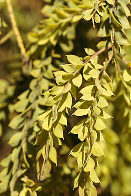 포토 JPG 해외이미지 나무 식물 백그라운드 잎 자연 건강 사람없음 초록색 정원 봄 유기농 질감 해외202004 해외포토 웰빙 계절 컬러 생태계 파일형식 이미지허브
