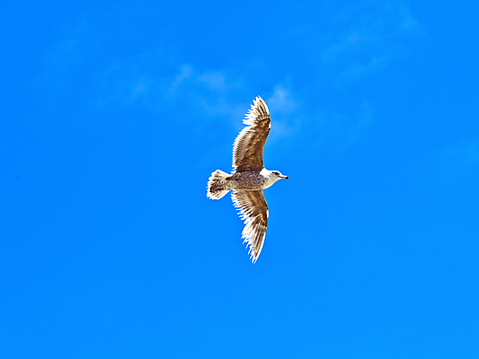 포토 JPG 해외이미지 동물 날개 모션 자연 갈매기 조류 하늘 사람없음 파란색 자유 관찰 우아함 깃털 비둘기 사냥 태평양 무료 해외202004 해외포토 바다 컬러 컨셉 생태계 파일형식 이미지허브