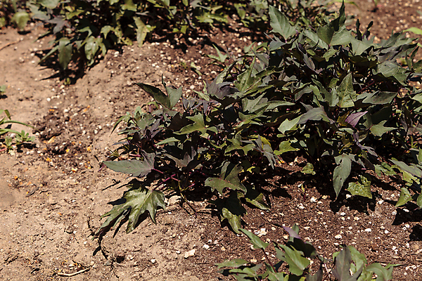 포토 JPG 해외이미지 식물 음식 농업 채소 감자 건강 사람없음 초록색 농장 정원 흙 신선 유기농 원예 날것 캘리포니아 내추럴 숙성 해외202004 해외포토 웰빙 산업 컬러 취미 미국 파일형식 이미지허브