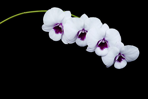 포토 JPG 해외이미지 식물 꽃 백그라운드 잎 자연 씨앗 사람없음 장식 초록색 정원 전시 놀이방 벚꽃 신선 개화 난초 역사 유기농 원예 쇼 손질 내추럴 기르기 생태학 수목 해외202004 해외포토 웰빙 교육 컬러 취미 생태계 돌봄 파일형식 이미지허브