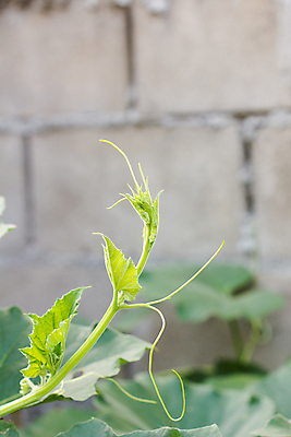 포토 JPG 해외이미지 식물 음식 벽 백그라운드 잎 오렌지 전구 자연 호박 건강 사람없음 장식 초록색 여름 노란색 봄 소용돌이 신선 먹기 유기농 원예 날것 포도나무 스쿼시 내추럴 고립 식용 주키니 해외202004 해외포토 웰빙 계절 스포츠 컬러 채소 과일 모션 취미 구기 회오리 과일나무 생태계 파일형식 이미지허브