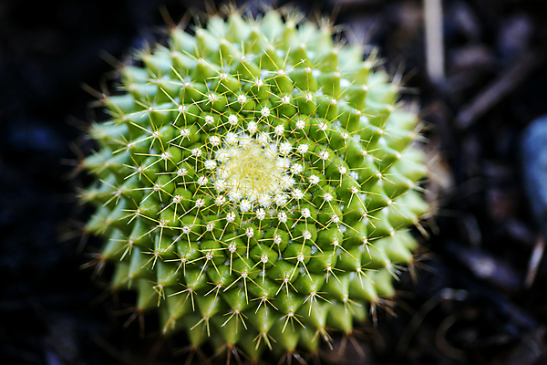 포토 JPG 해외이미지 식물 디자인 꽃 백그라운드 잎 겨울 꽃무늬 패턴 자연 선인장 사람없음 야외 장식 초록색 여름 파란색 장미 정원 놀람 봄 신선 닫기 묘사 원예 내추럴 고립 엘리먼트 스타일 막 해외202004 해외포토 계절 감정 컬러 무늬 모션 표정 취미 생태계 파일형식 이미지허브
