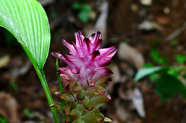 포토 JPG 해외이미지 식물 꽃잎 꽃 음식 줄기 분홍색 여행 백그라운드 잎 꽃무늬 자연 벽지 사람없음 빨간색 초록색 여름 컬러풀 노란색 정원 보라색 봄 활발 튤립 벚꽃 흰색 신선 개화 닫기 약초 인도인 생강 내추럴 영원 강황 해외202004 해외포토 외국인 계절 컬러 컨셉 무늬 채소 식재료 모션 동양인 풀_식물 생태계 파일형식 이미지허브
