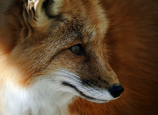 포토 JPG 해외이미지 동물 야생동물 포유류 털 사람없음 빨간색 개 여우 육식동물 송곳니 해외202004 해외포토 컬러 치아 파일형식 이미지허브