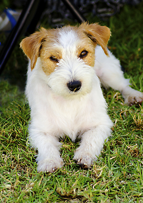 포토 JPG 해외이미지 동물 응시 공원 행복 컨셉 장난 부분 포유류 건강 서기 앉기 잔디 사람없음 야외 반려동물 갈색 걷기 가축 활발 미니어처 에너지 코트 흰색 표현 거친 개 강아지 선탠 테리어 혀 사냥 여우 잭 송곳니 거짓말 경보 기르기 유래 충실 해외202004 해외포토 식물 시선 공공시설 감정 컬러 모션 모형 외투 입 치아 돌봄 파일형식 이미지허브
