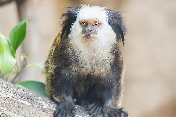 포토 JPG 해외이미지 나무 식물 동물 척추동물 1 응시 야생동물 포유류 자연 놀이 생물 털 종류 서기 사람없음 야외 초록색 갈색 머리 환경 검은색 흰색 나뭇가지 원숭이 숲 작음 모피 네덜란드 호기심 브라질 유인원 이국적 해외202004 해외포토 시선 감정 유럽 컬러 컨셉 모션 신체부위 남아메리카 크기 생태계 파일형식 이미지허브