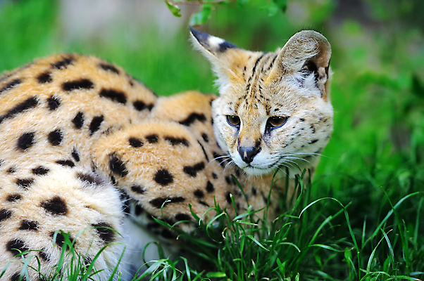 포토 JPG 해외이미지 동물 1 응시 시선 야생동물 포유류 아프리카 자연 수염 털 종류 사람없음 야외 초록색 머리 고양이 점 우아함 큼 집중 사파리 사냥 귀 육식동물 사냥꾼 육식 케냐 경보 마사이족 사바나 전국 해외202004 해외포토 직업 나라 컬러 컨셉 신체부위 반려동물 크기 생태계 파일형식 이미지허브