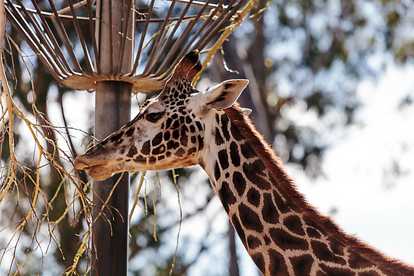 포토 JPG 해외이미지 동물 야생동물 아프리카 사람없음 큼 기린 해외202004 해외포토 나라 포유류 크기 파일형식 이미지허브