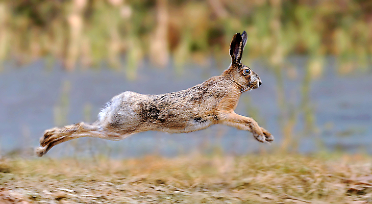 포토 JPG 해외이미지 동물 꽃 유럽 호수 야생동물 백그라운드 컨셉 밭 포유류 자연 털 앉기 풍경 사람없음 가로 초록색 물 여름 빛 달리기 농장 갈색 점프 봄 활발 시골 토끼 먹기 심볼 손목시계 속도 귀 내추럴 경보 동물상 채식주의자 해외202004 해외포토 자연요소 식물 계절 나라 시계 컬러 농업 장신구 모션 신체부위 반려동물 조형물 생태계 채식 파일형식 이미지허브