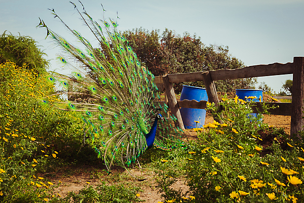 포토 JPG 해외이미지 공원 남자 야생동물 백그라운드 자연 조류 동물원 서기 잔디 사람없음 야외 초록색 파란색 컬러풀 농장 활발 펼침 우아함 공작 깃털 부리 기간 이스라엘 해외202004 해외포토 식물 동물 공공시설 컬러 컨셉 농업 모션 사람 생태계 서아시아 파일형식 이미지허브