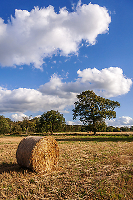 포토 JPG 해외이미지 나무 구름 밭 하늘 사람없음 초록색 파란색 농경지 노란색 맑음 회색 수확 가을 황금 볏짚 동쪽 뭉치 밀짚 밭일 서쪽 서식스 해외202004 해외포토 자연요소 식물 계절 컬러 농업 날씨 농장 짚 방향 파일형식 이미지허브